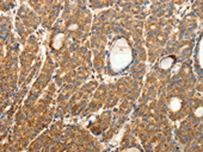 SYT11 Antibody