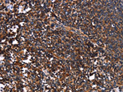 SYT4 Antibody