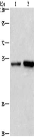 SYT4 Antibody