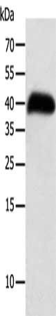 SYT5 antibody