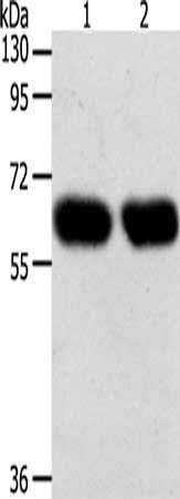 SYT7 antibody