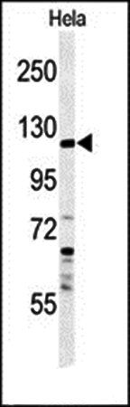 SYTL2 antibody