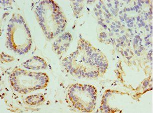 SYTL4 Antibody