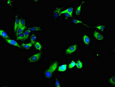 SYVN1 Antibody