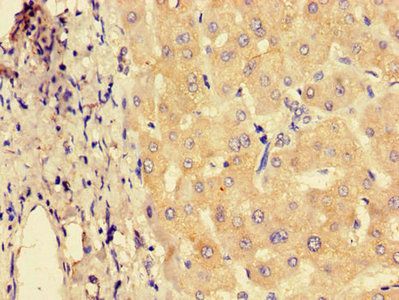 SYVN1 Antibody