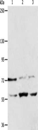 SYVN1 antibody