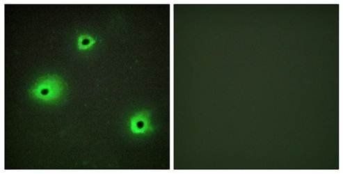 GRAH Antibody