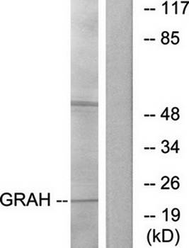 GRAH Antibody