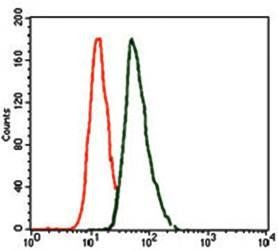 T Antibody