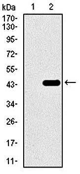 T Antibody
