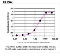 CD31 Antibody