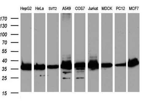 GAPDH Antibody