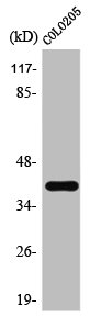 TAAR3P Antibody