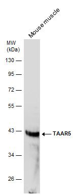 TAAR5 antibody