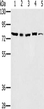 TAB3 antibody