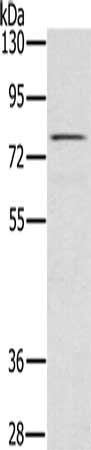 TAB3 Antibody