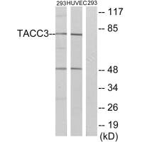 TACC3 antibody