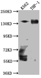 TACC3 Recombinant Monoclonal Antibody