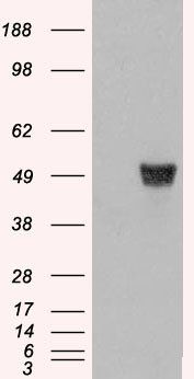 Goat anti-Coronin 1 / TACO Antibody