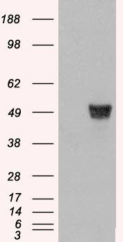 CORO1A antibody