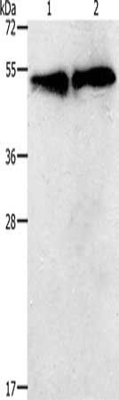 TACR2 antibody