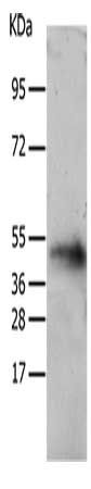 TACR2 antibody