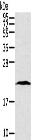 TAF10 antibody