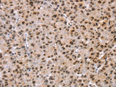 TAF10 Antibody