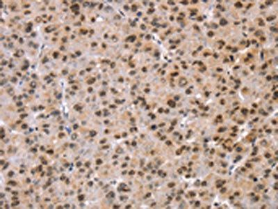 TAF10 antibody