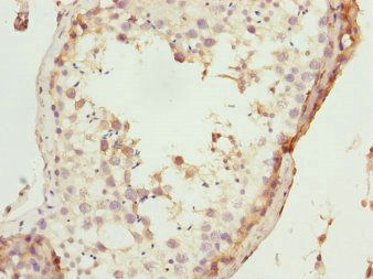 TAF11 Antibody