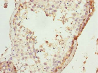 TAF11 antibody