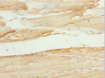 TAF11 Antibody