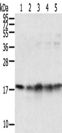 TAF11 antibody