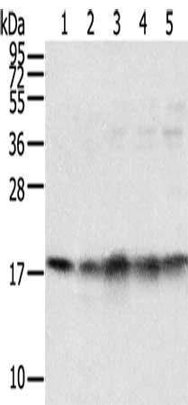 TAF11 Antibody