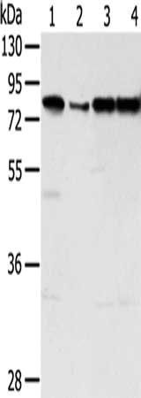 TAF15 antibody