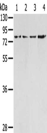 TAF15 antibody