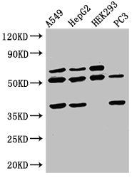 TAF1A Antibody