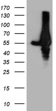 TAF1B Antibody