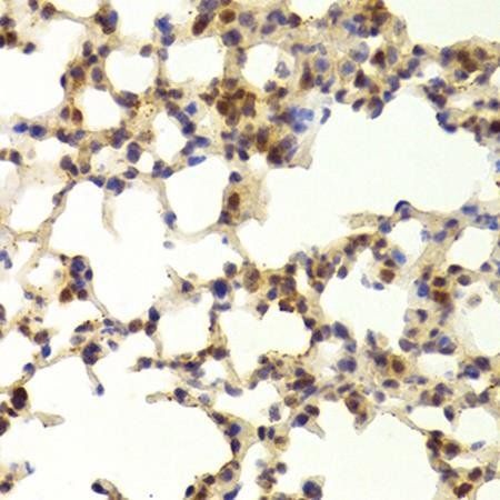 TAF1C antibody