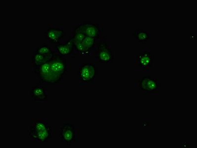 TAF1C Antibody