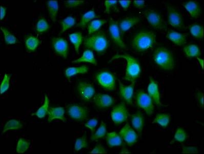 TAF4B Antibody