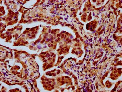 TAF4B Antibody