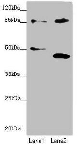 TAF5 Antibody