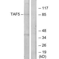 TAF5 antibody