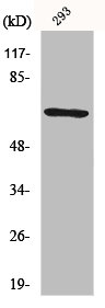 TAF6L antibody