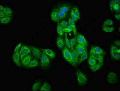 TAF7L Antibody
