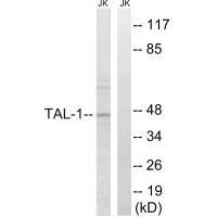 TAL1 Antibody