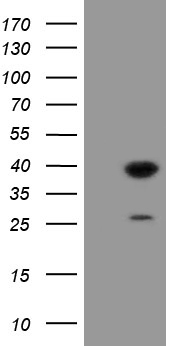 TAL1 Antibody