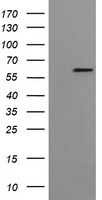 TAL1 Antibody