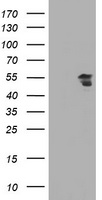TAL1 Antibody